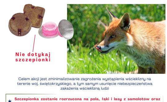 Komunikat o szczepieniu lisów przeciwko wściekliźnie