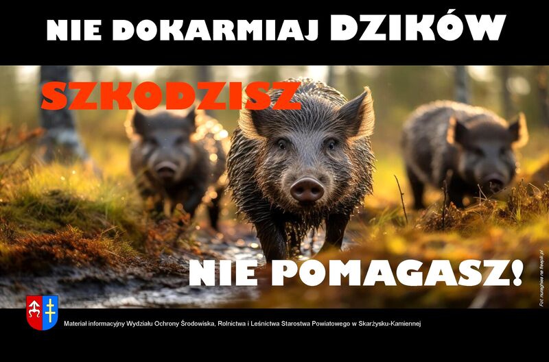 Dziki - plakat zachęcający do przeczytania informacji