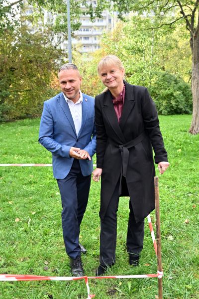 sadzenie cebulek żonkili