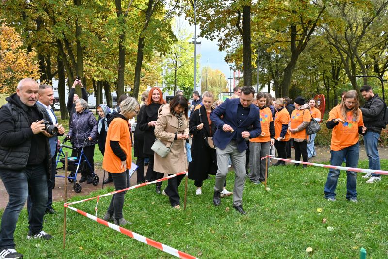 sadzenie cebulek żonkili