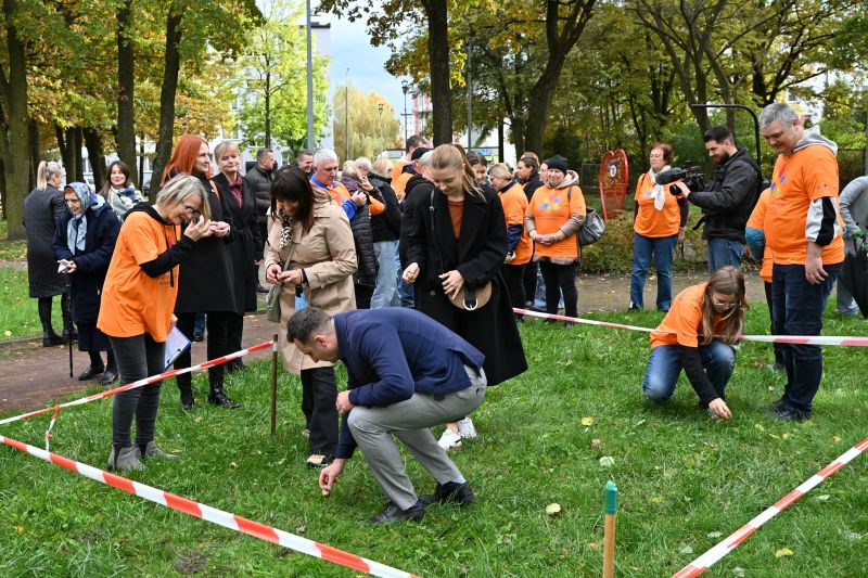 sadzenie cebulek żonkili