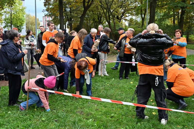 sadzenie cebulek żonkili