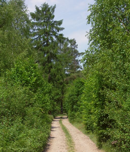 Droga leśna i drzewa rosnace w Ciechostowicach.