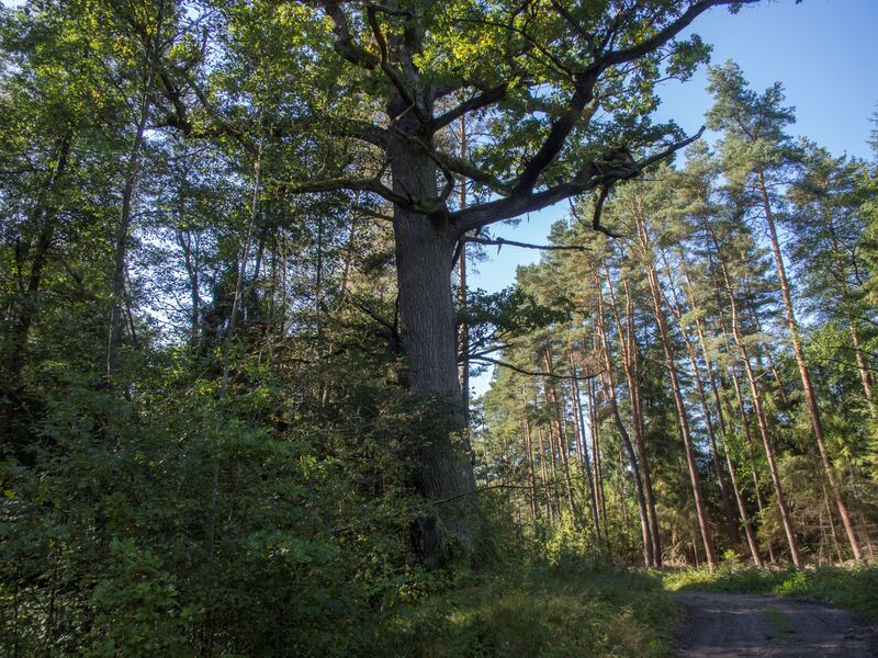 Dąb szypułkowy, pomnik przyrody rosnacy na stawidłach w gminie Bliżyn.